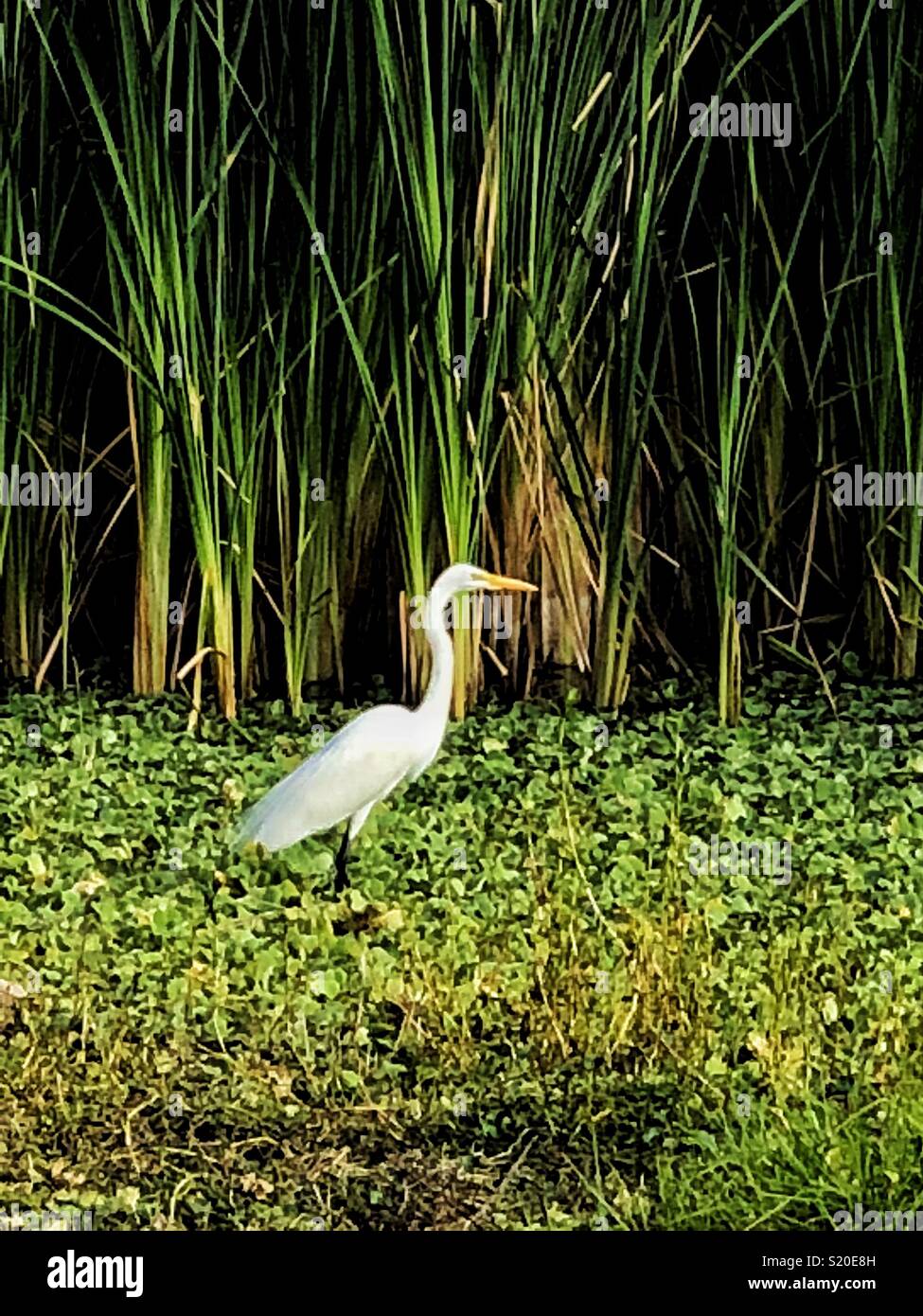 Airone bianco sulla caccia. Foto Stock