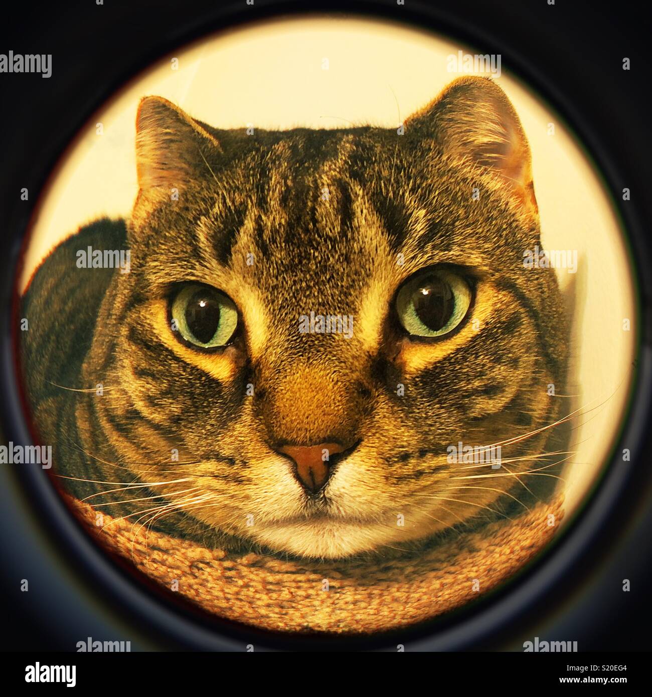 Breve eared tabby pesci gatto di lente oculare Foto Stock