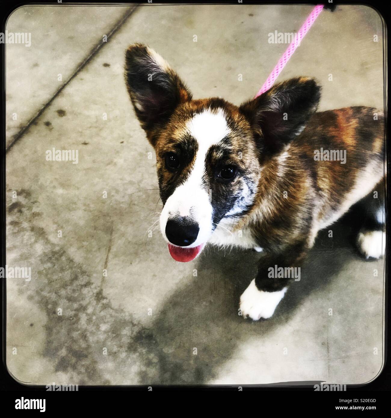 Welsh corgi puppy - Immagine stock catturata con smartphone