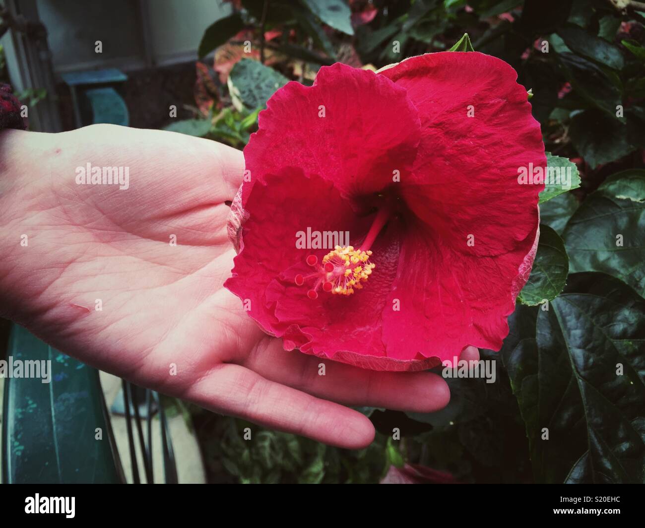 Mano azienda molto grande rosso fiori di ibisco Foto Stock