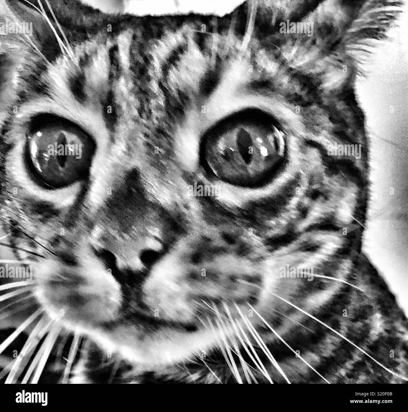 Vista dettagliata del Gatto bengala faccia in bianco e nero - Immagine stock catturata con smartphone
