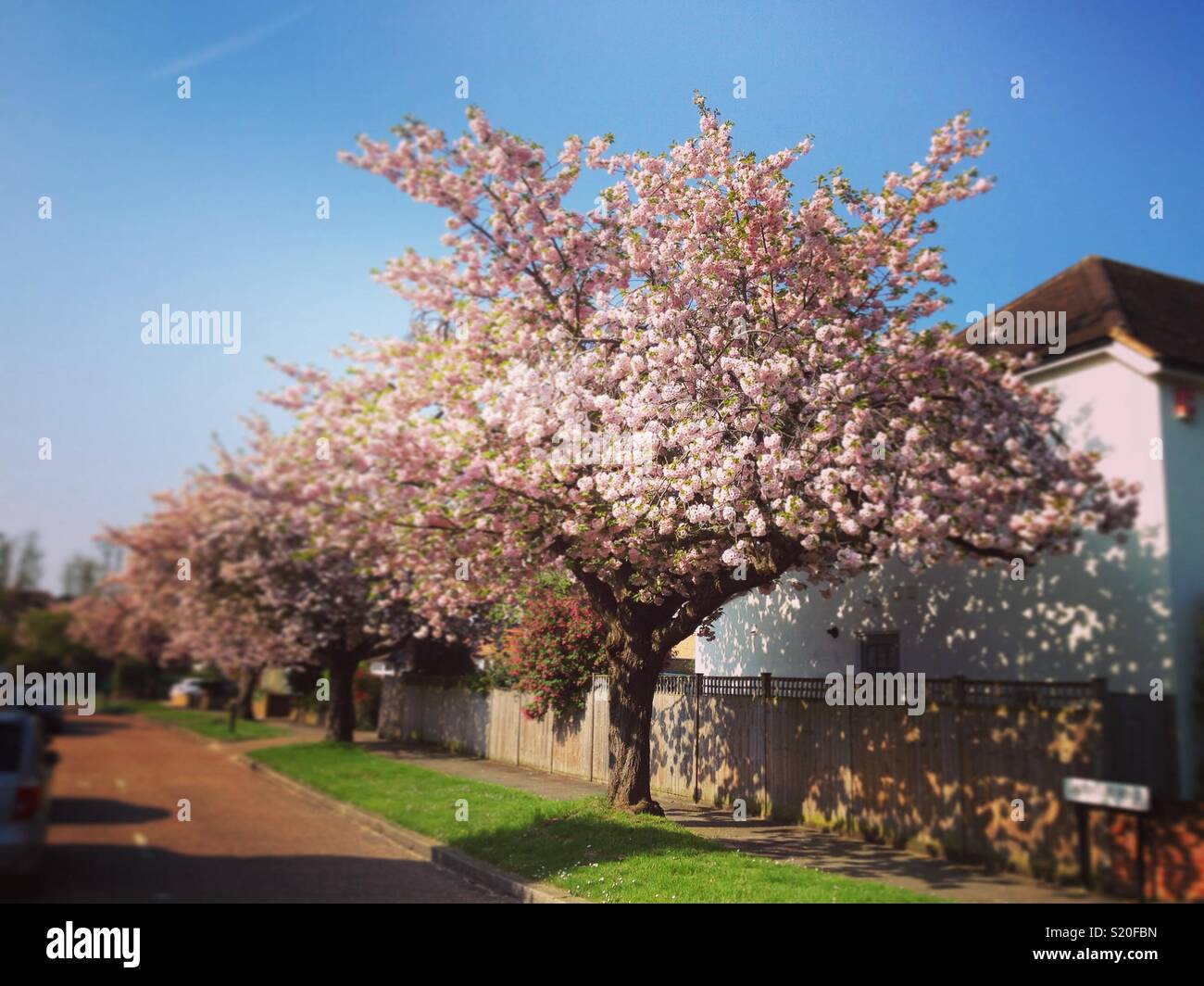 Fiore di primavera su un Ciliegio ornamentale tree, in una giornata di sole con cielo blu / cieli / sun. Regno Unito strada suburbana / strada alberata U.K. Foto Stock