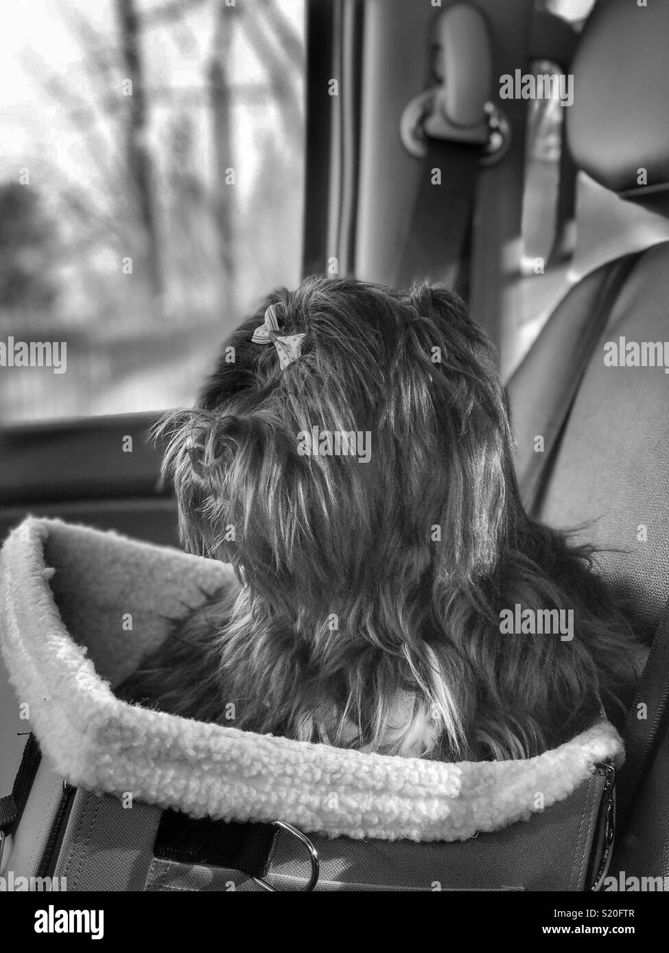 Puppy in suo sedile auto per andare per un giro Foto Stock