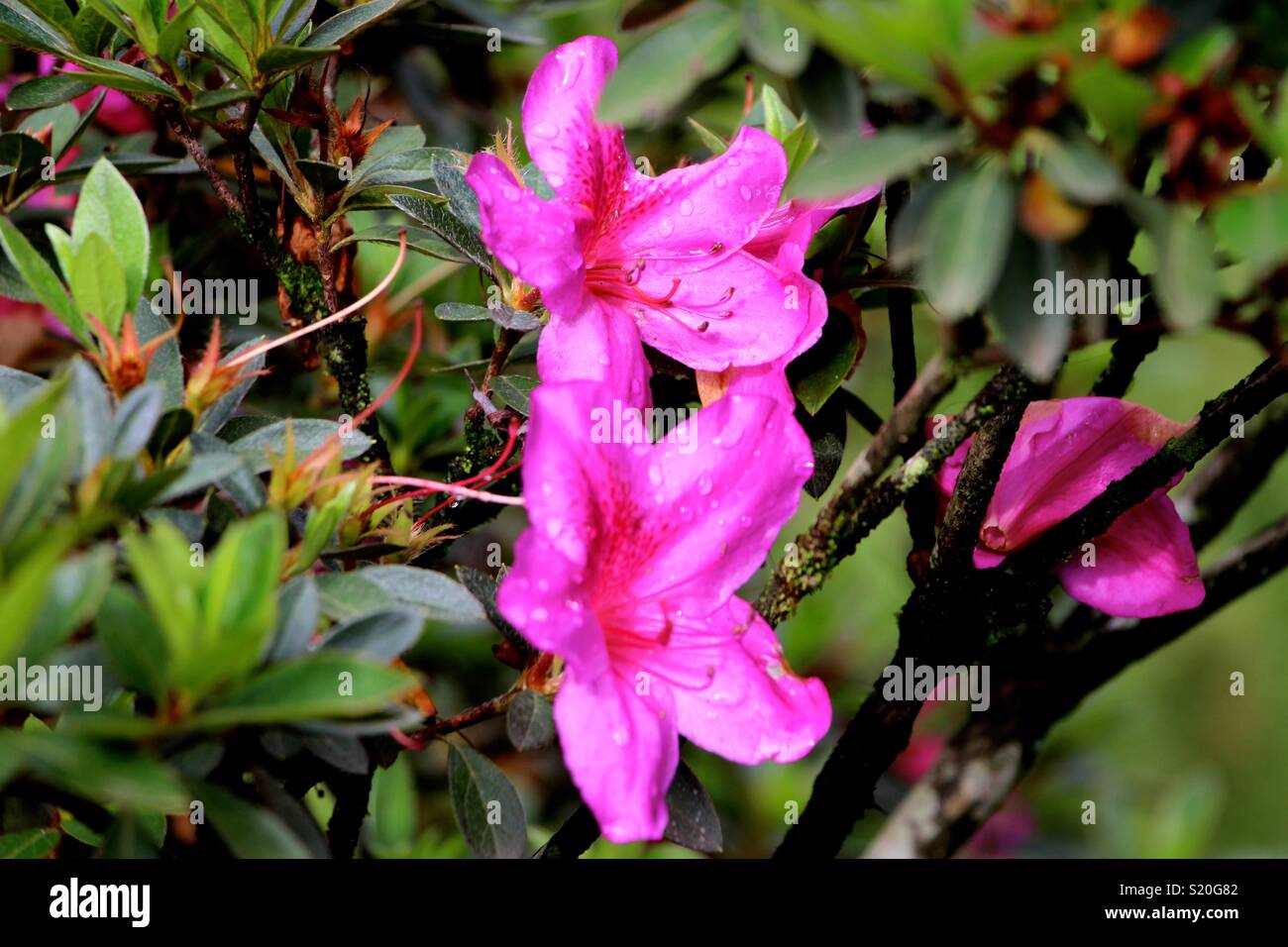 Fiori bagnati Foto Stock