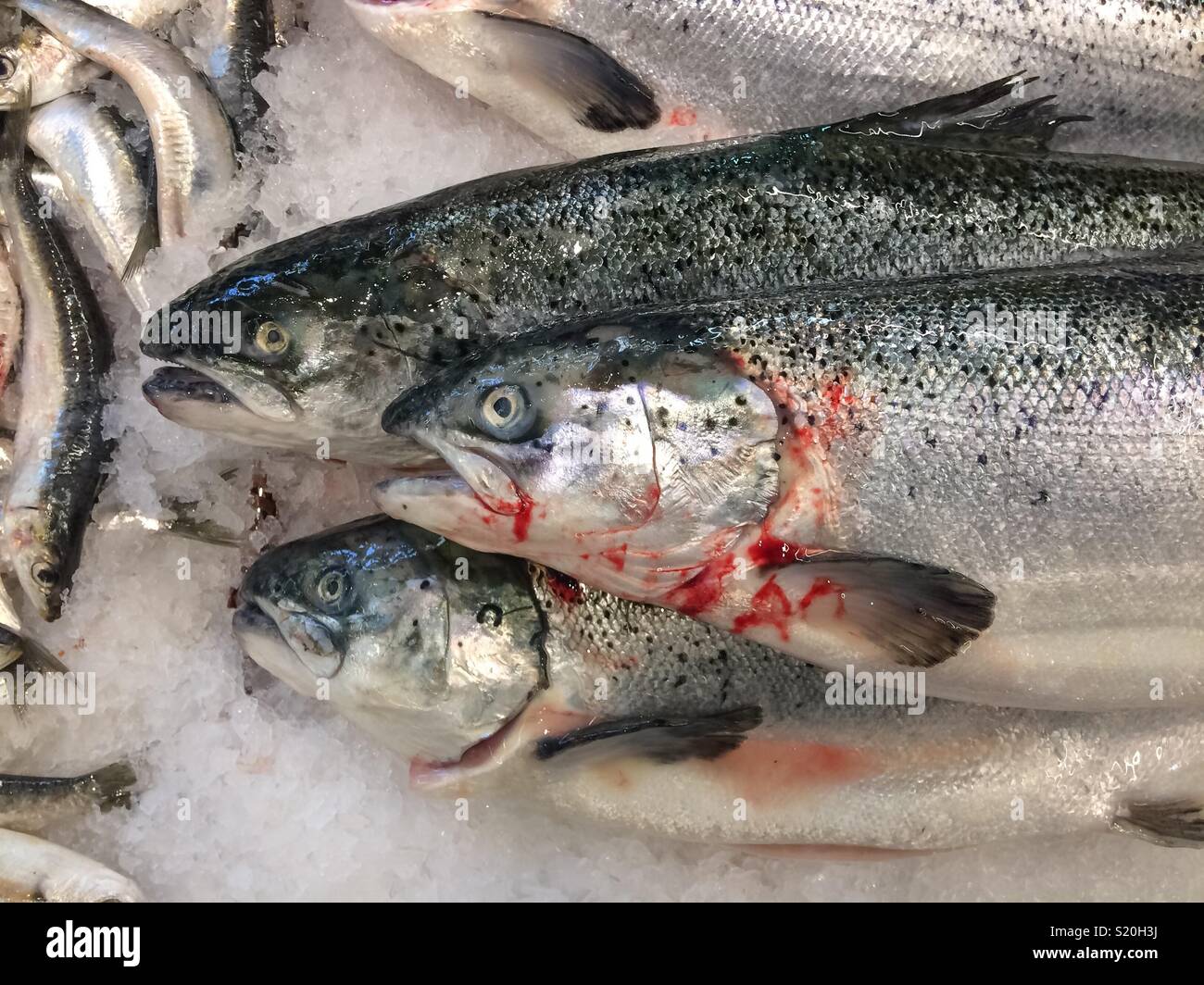 Dead salmoni con sangue visualizzato sul ghiaccio per la vendita in un negozio di pesce. - Immagine stock catturata con smartphone
