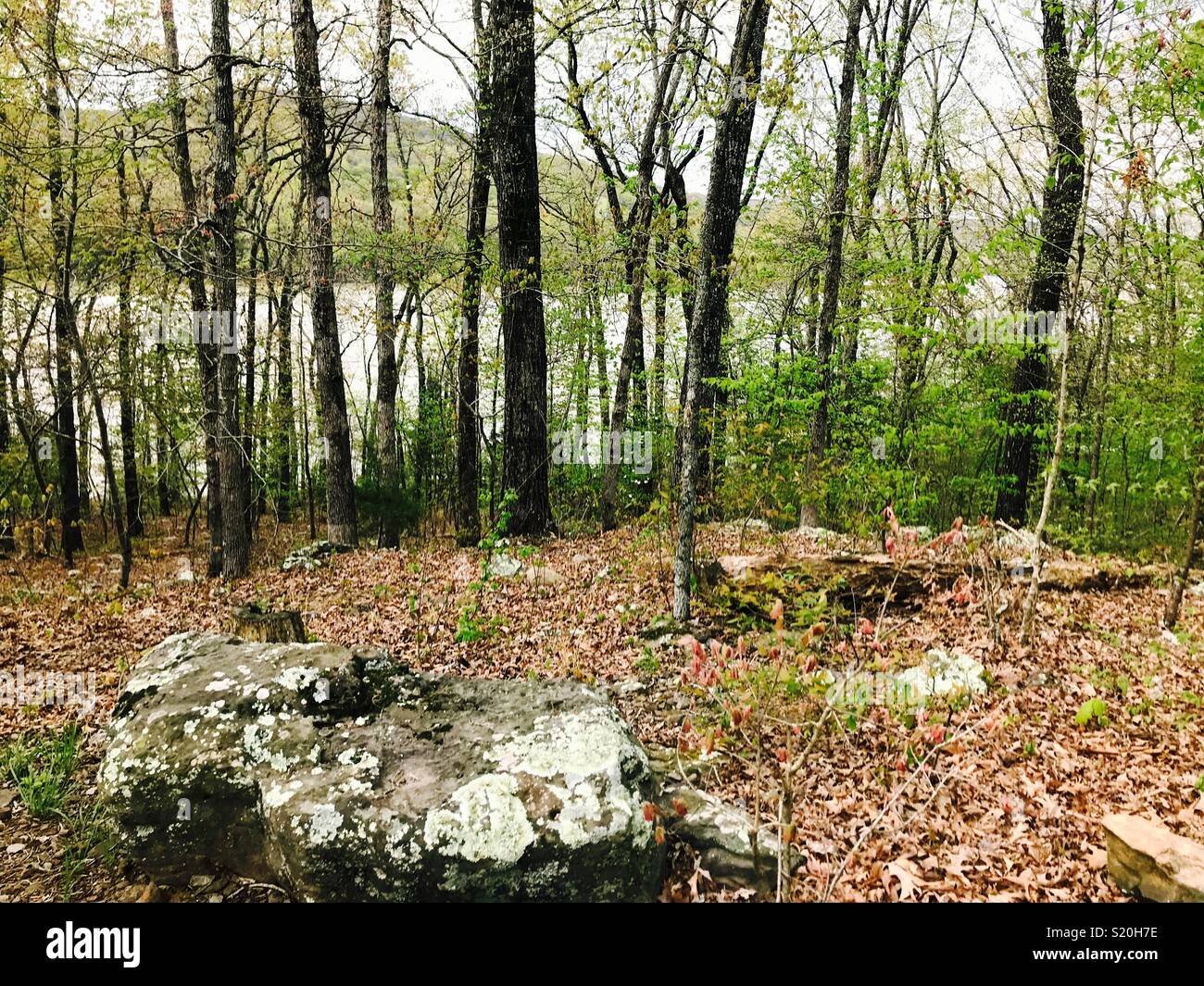 Poiché la molla foglie sono ancora emergenti, questo lago è visibile attraverso lo schermo di alberi. - Immagine stock catturata con smartphone