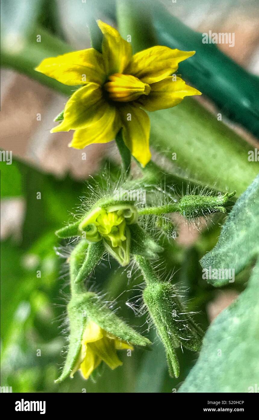 Pianta di pomodoro fiorisce in varie fasi di apertura, Solanum lycopersicum Foto Stock