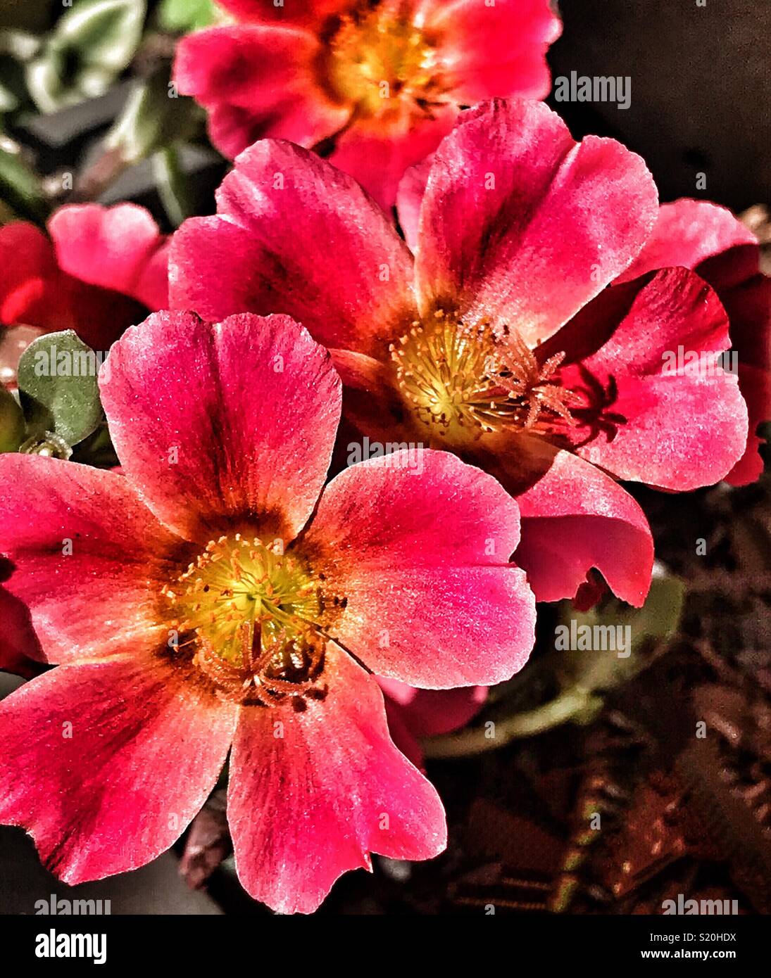 Purslane rosa in piena fioritura, Portulaca grandiflora Foto Stock