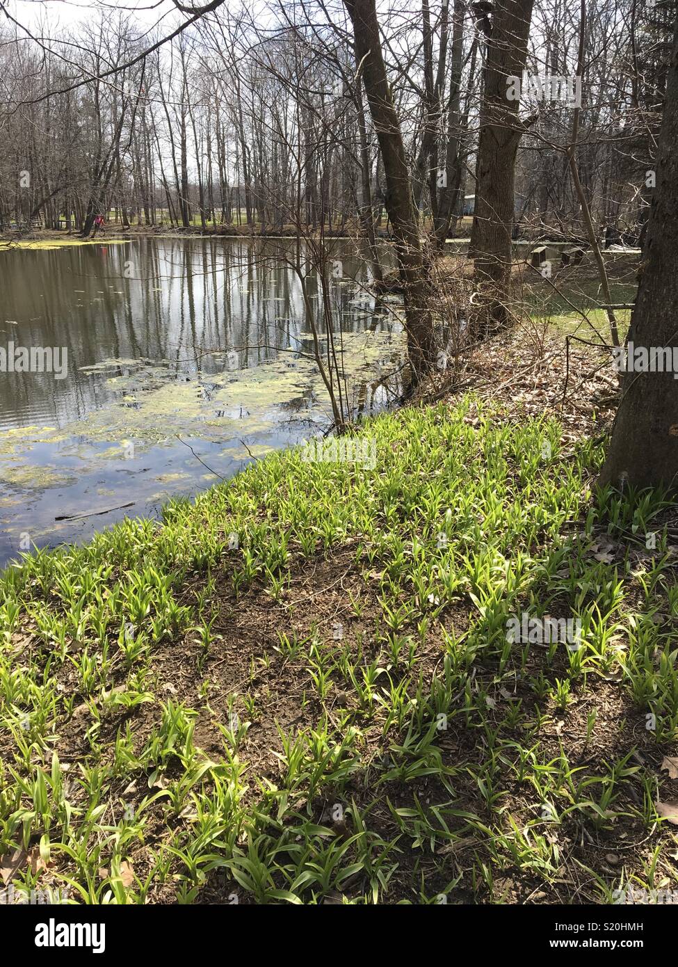 Vista rilassante della riva erbosa di un informale piccolo lago in primavera. - Immagine stock catturata con smartphone