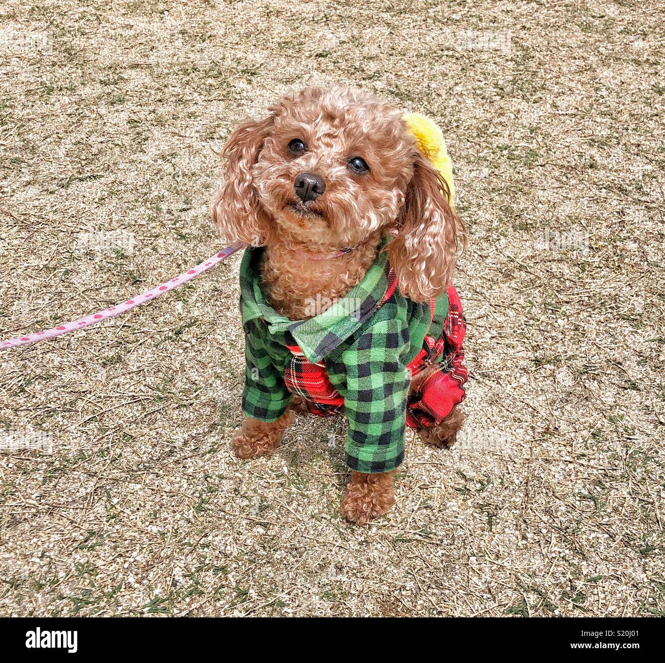 Carino piccolo cane vestito a festa. - Immagine stock catturata con smartphone