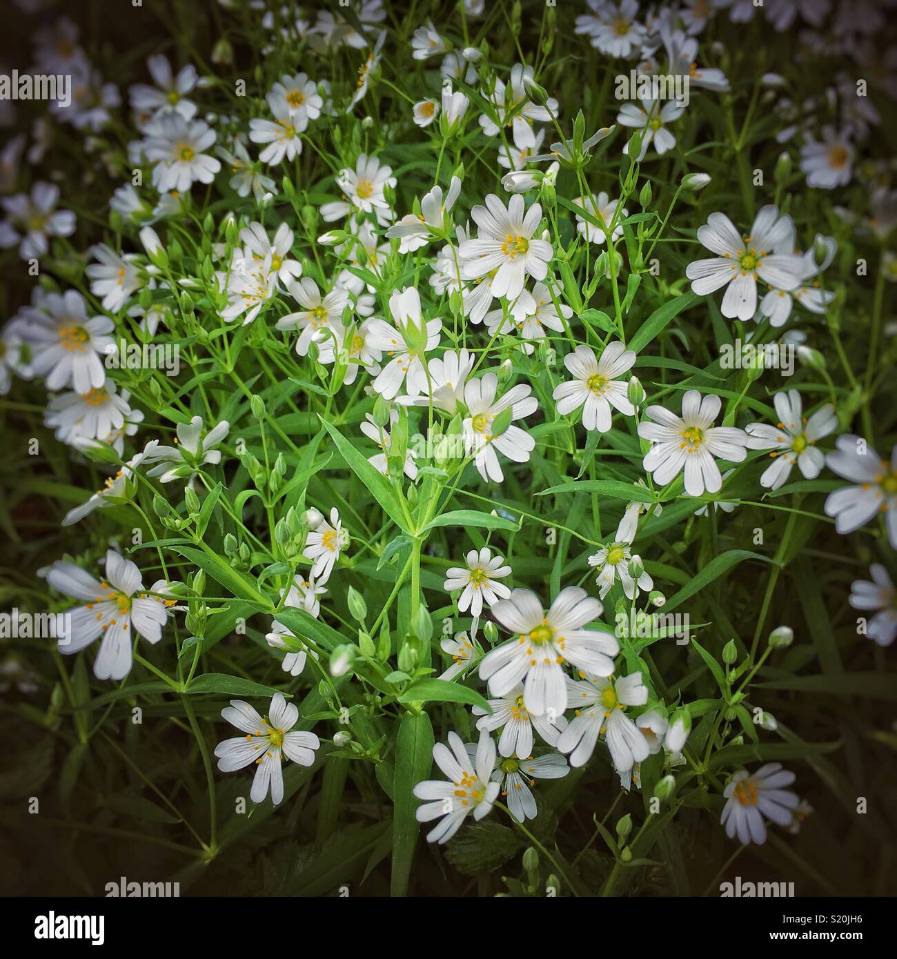 Stitchwort, selvaggio fiore di primavera. Foto Stock