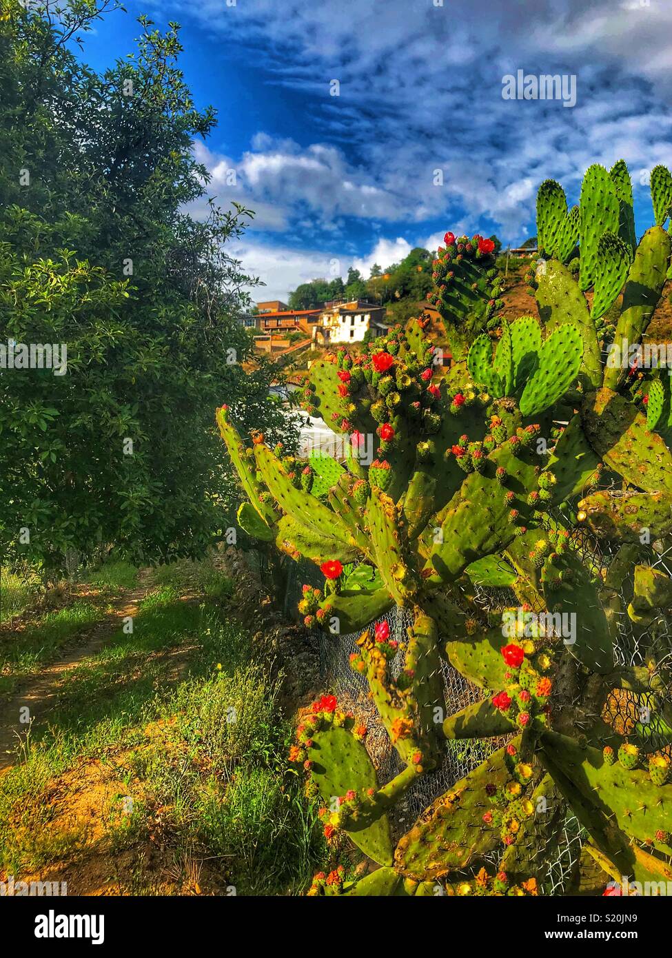 Rosso fiori di Cactus nel villaggio Oaxacan di Lachatao in Messico Foto Stock