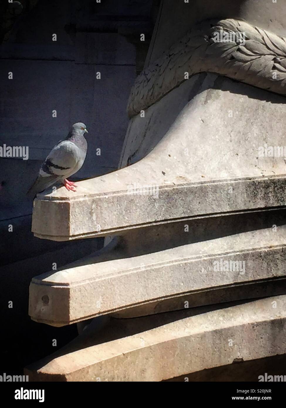 Pigeon ammirando la statua nel Central Park di New York City - Immagine stock catturata con smartphone