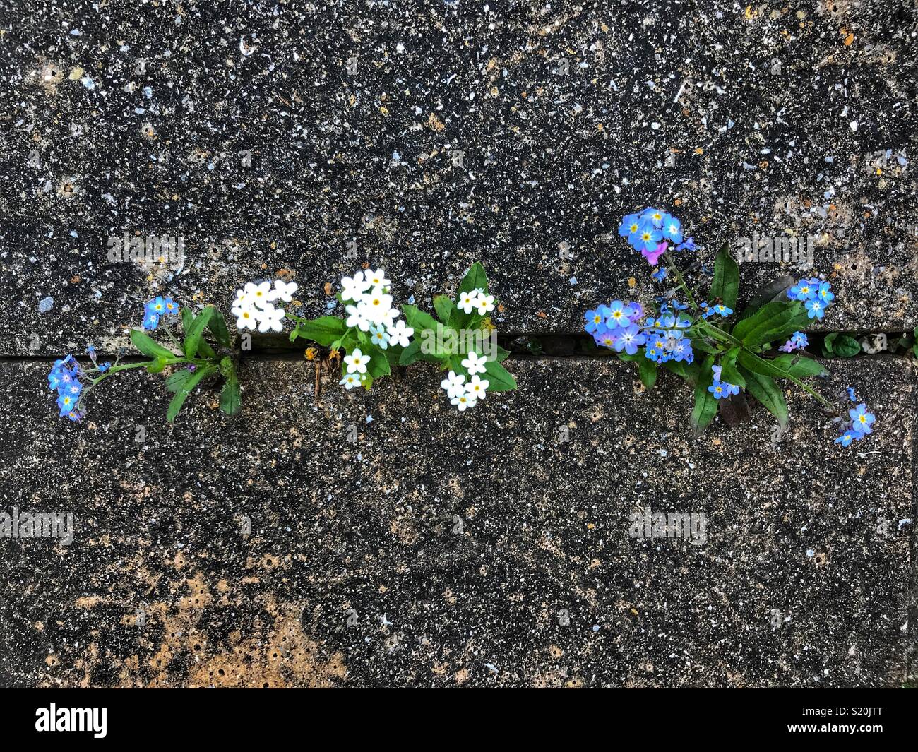 Dimenticare-me-middlesbrough, blu e bianco fiori crescono fuori di una crepa nel pavimento - Immagine stock catturata con smartphone