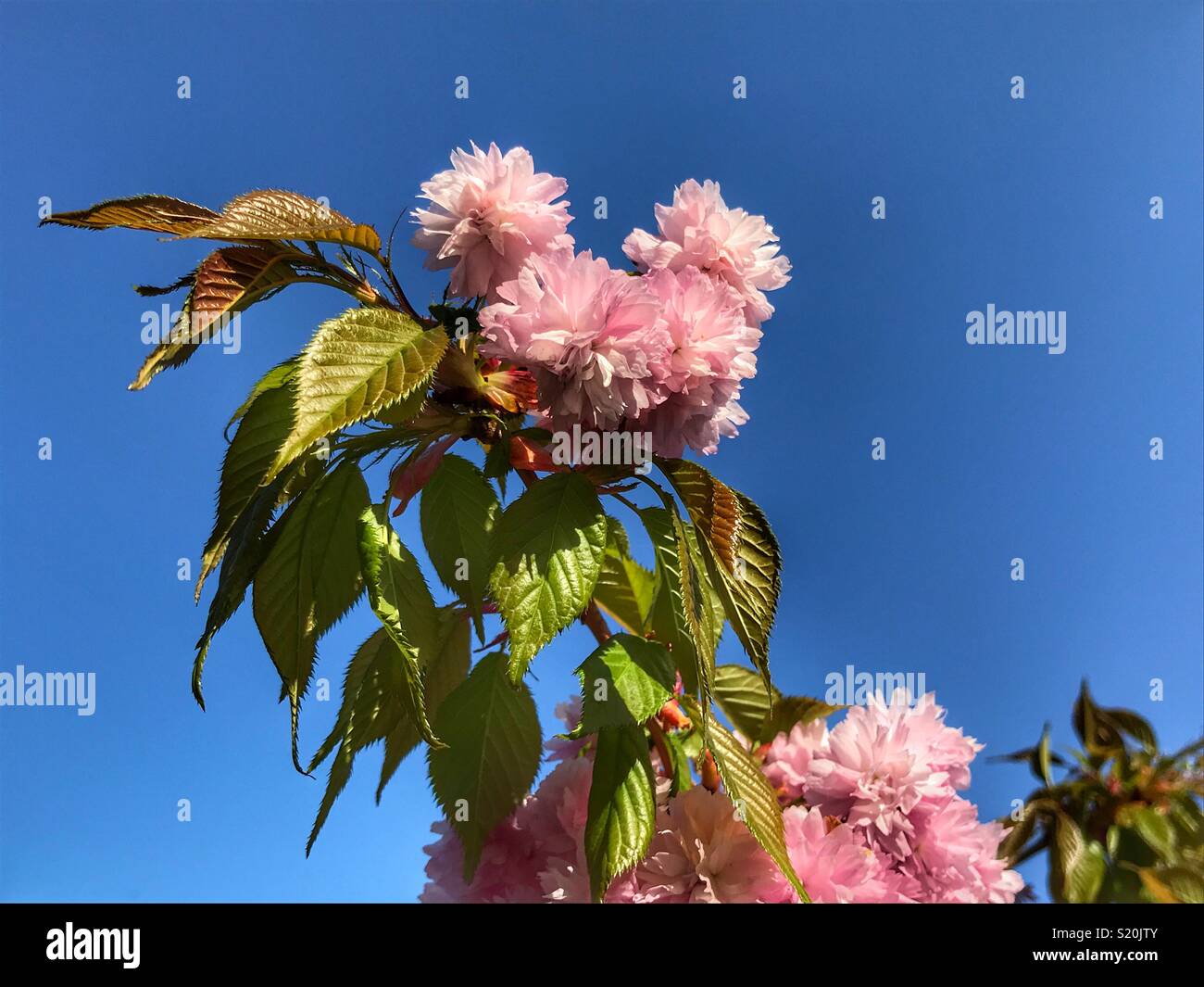 Ciliegio piangente, fiore rosa e fresco e verde, foglie contro il cielo blu Foto Stock