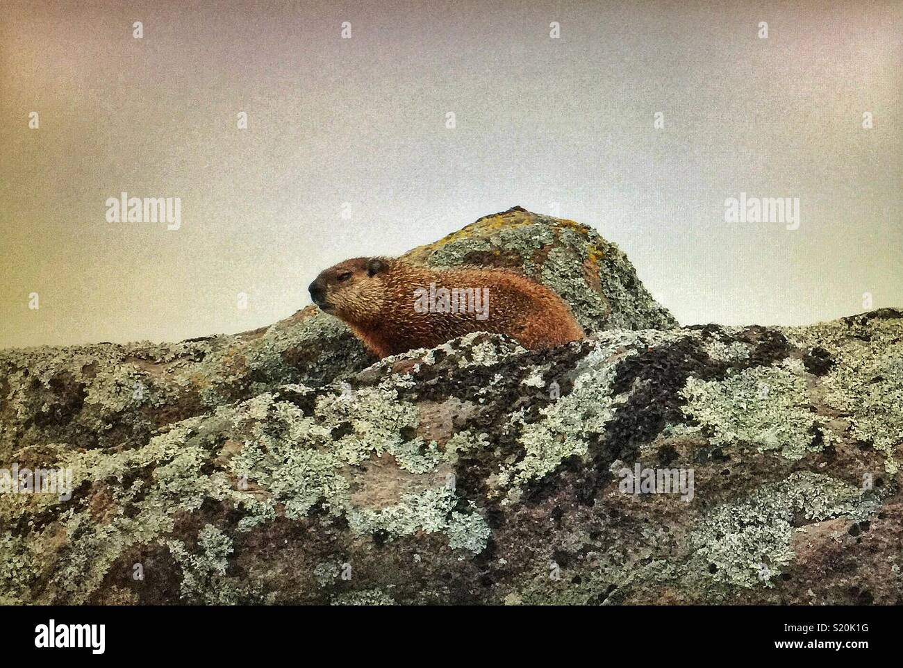 La marmotta nella parte orientale del Québec Foto Stock