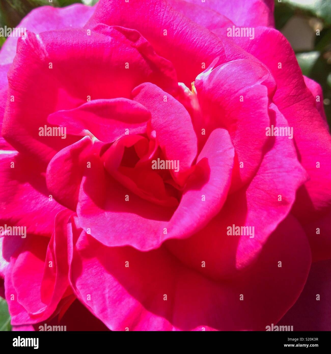 Rosa - Immagine stock catturata con smartphone