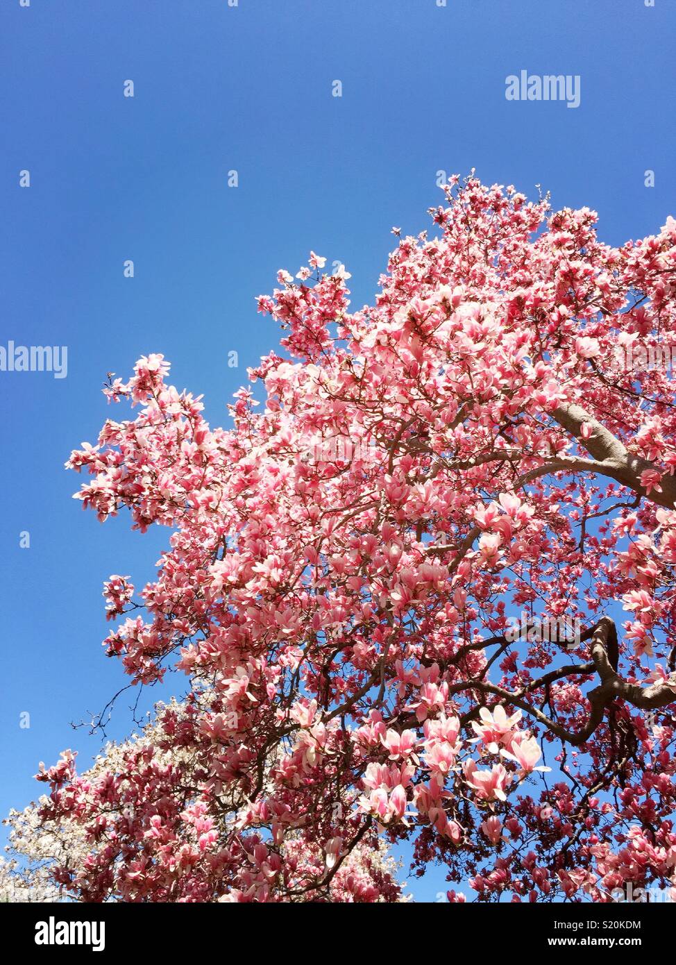 La primavera apporta la fioritura degli alberi di magnolia in Central Park, New York, Stati Uniti d'America - Immagine stock catturata con smartphone
