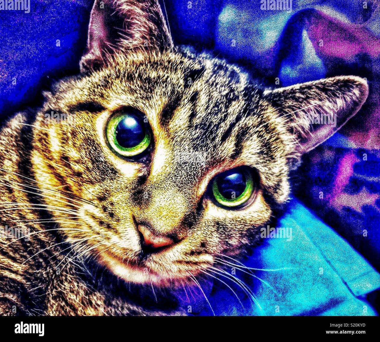 Faccia di Wide-eyed cat con luminosi occhi verdi Foto Stock