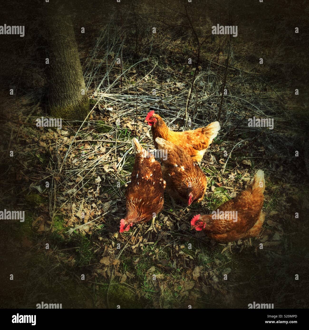 Quattro Rhode Island red galline rovistando in una foresta Foto Stock