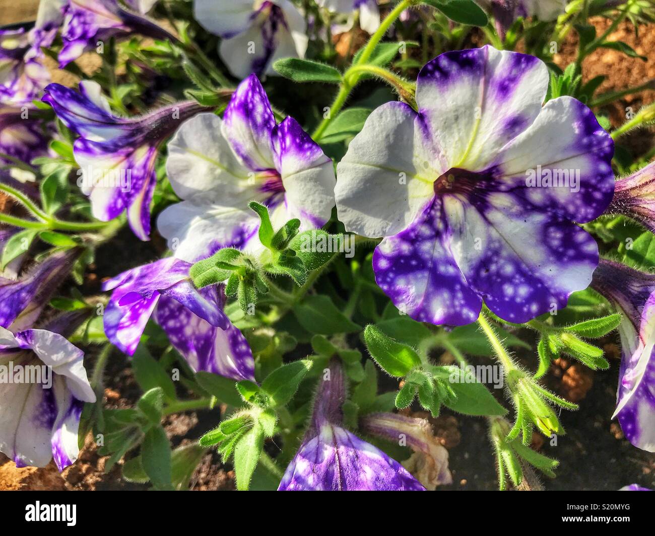 La Petunia "cielo notturno" - Immagine stock catturata con smartphone