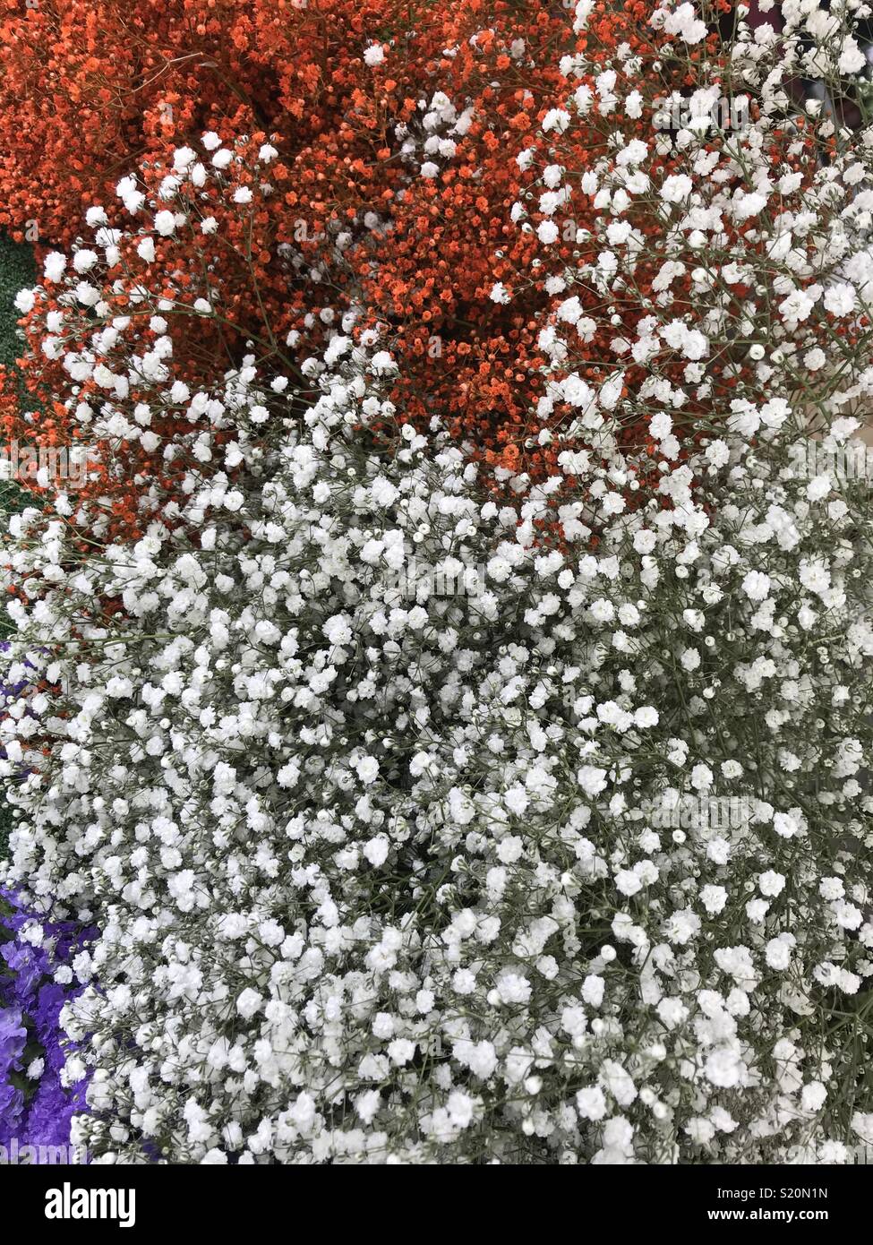Arancione e bianco minuscoli fiori noto come bimbo di soffio o Gypsophila. Utilizzati per la casa decorazioni floreali o con bouquet di nozze. Mercato di Parigi. Foto Stock