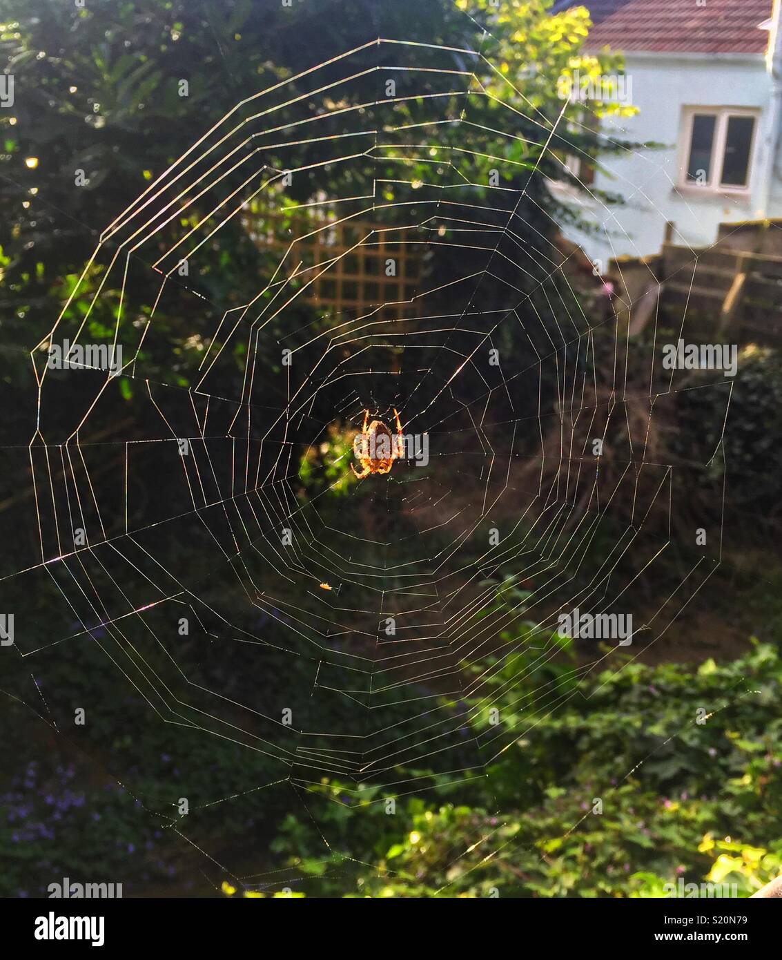 Spider & web in presenza di luce solare Foto Stock