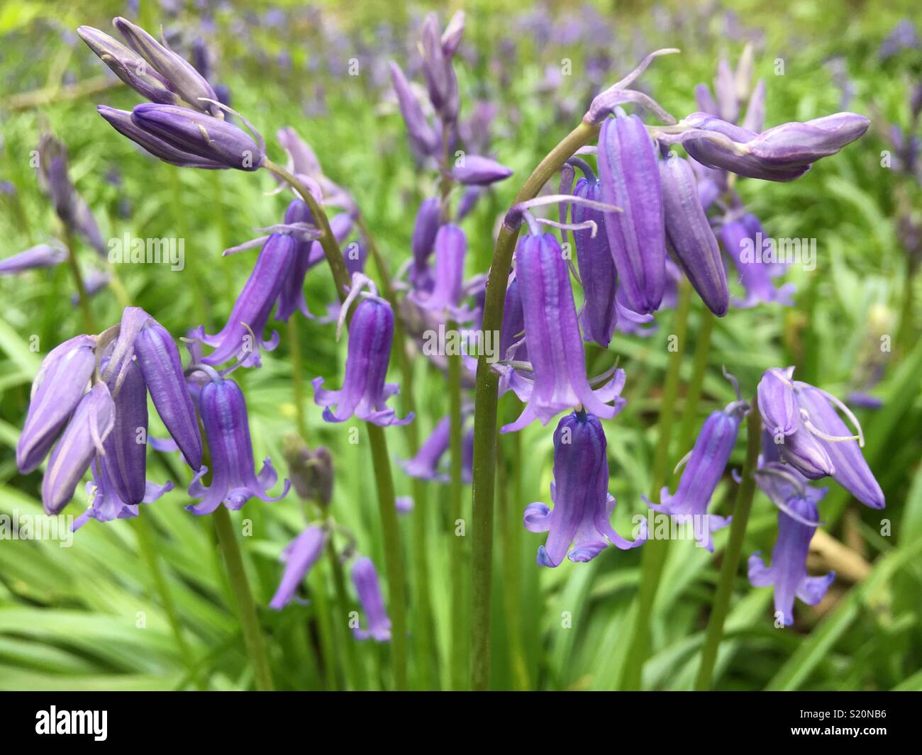 Wild bluebells crescendo in inglese woodland - Immagine stock catturata con smartphone