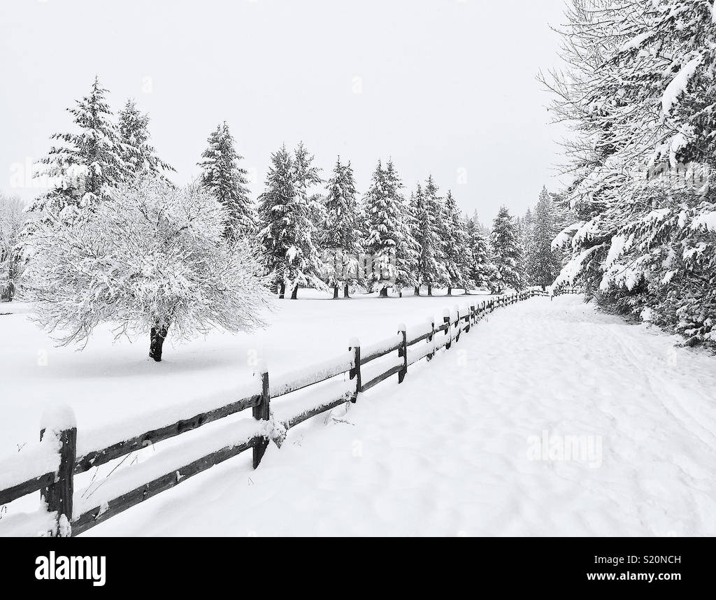 Coperta di neve alberi e recinzioni in scena invernale Foto Stock