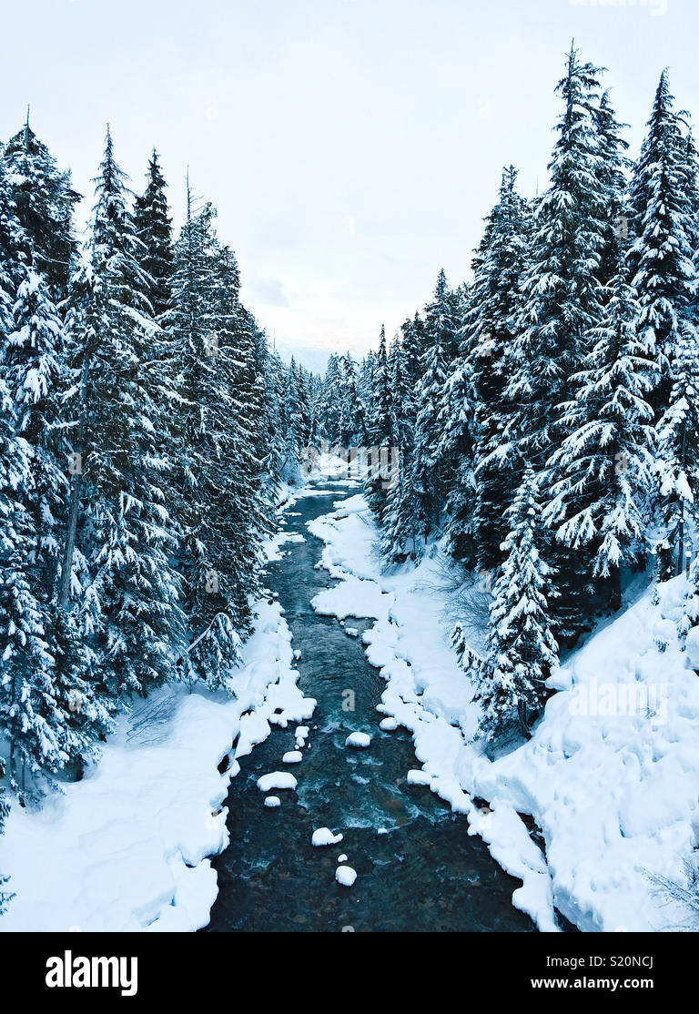 Coperte di neve linea di alberi da un ruscello di montagna Foto Stock