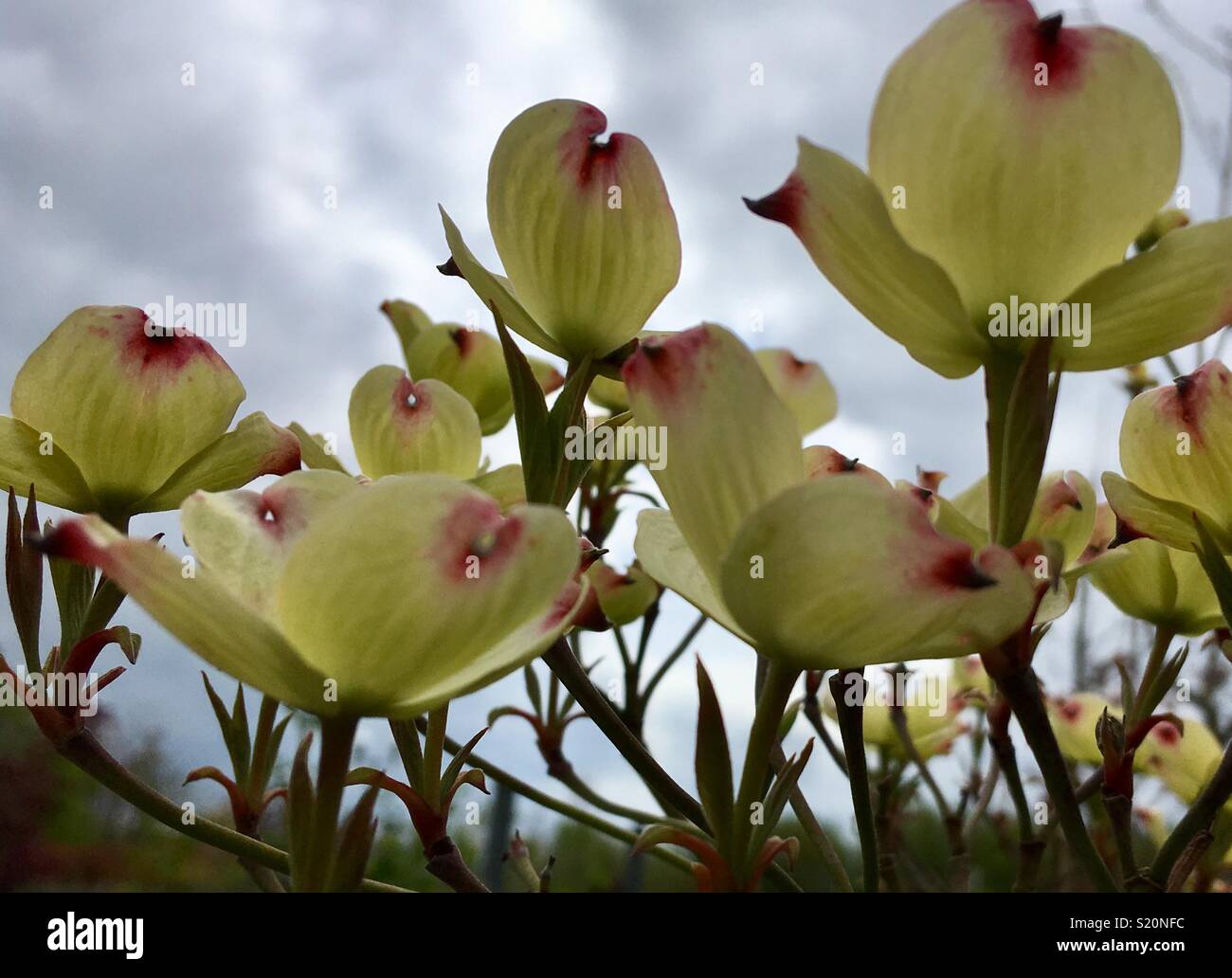 Close up di Cornus Flo Cloud Nine, cremosa fiori bianchi con accenni di colore rosa Foto Stock