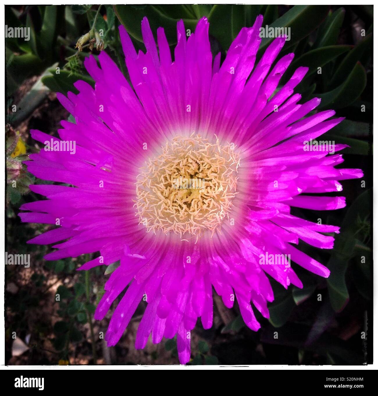 Carpobrotus in fiore; nomi comuni sono Pigface, impianto di ghiaccio o Sour Fig, Catalogna, Spagna. - Immagine stock catturata con smartphone