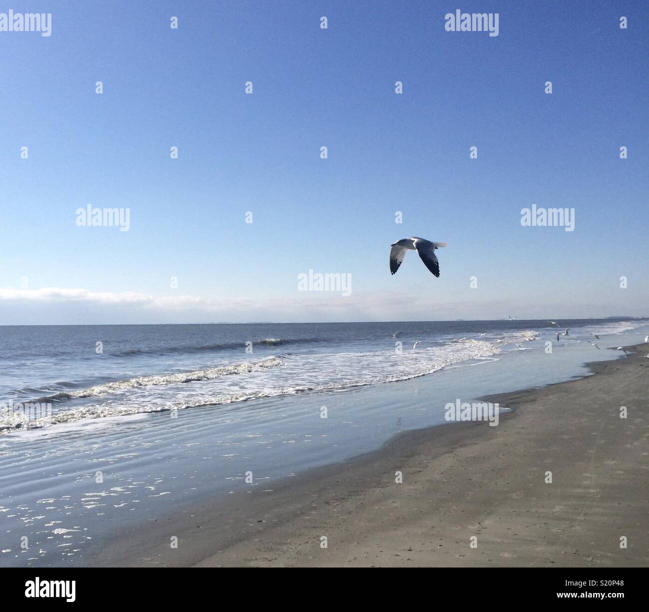 Eagle o uccello soaring lungo la spiaggia e sull'oceano Foto Stock
