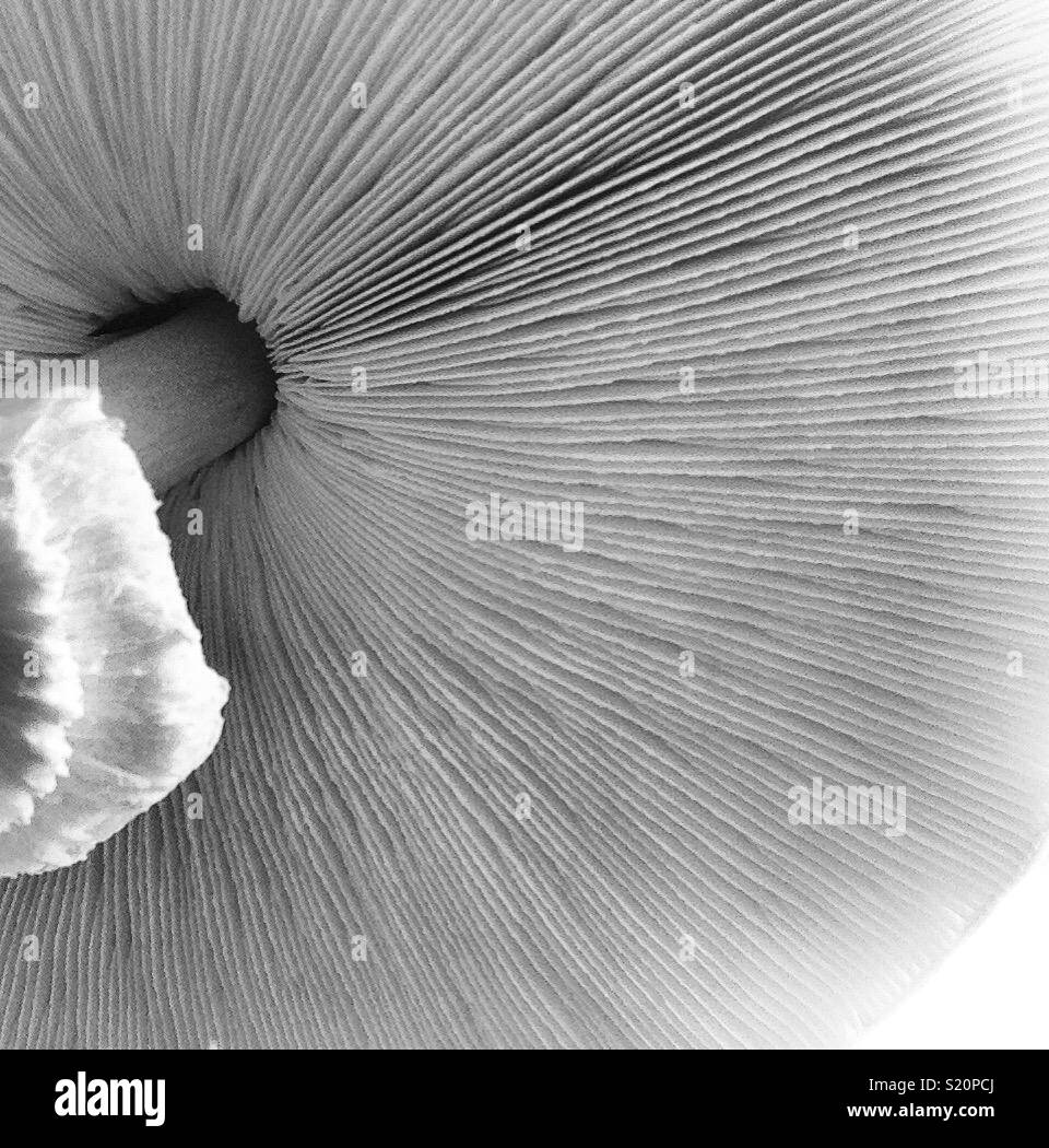 In bianco e nero il lato inferiore del fungo di campo Foto Stock