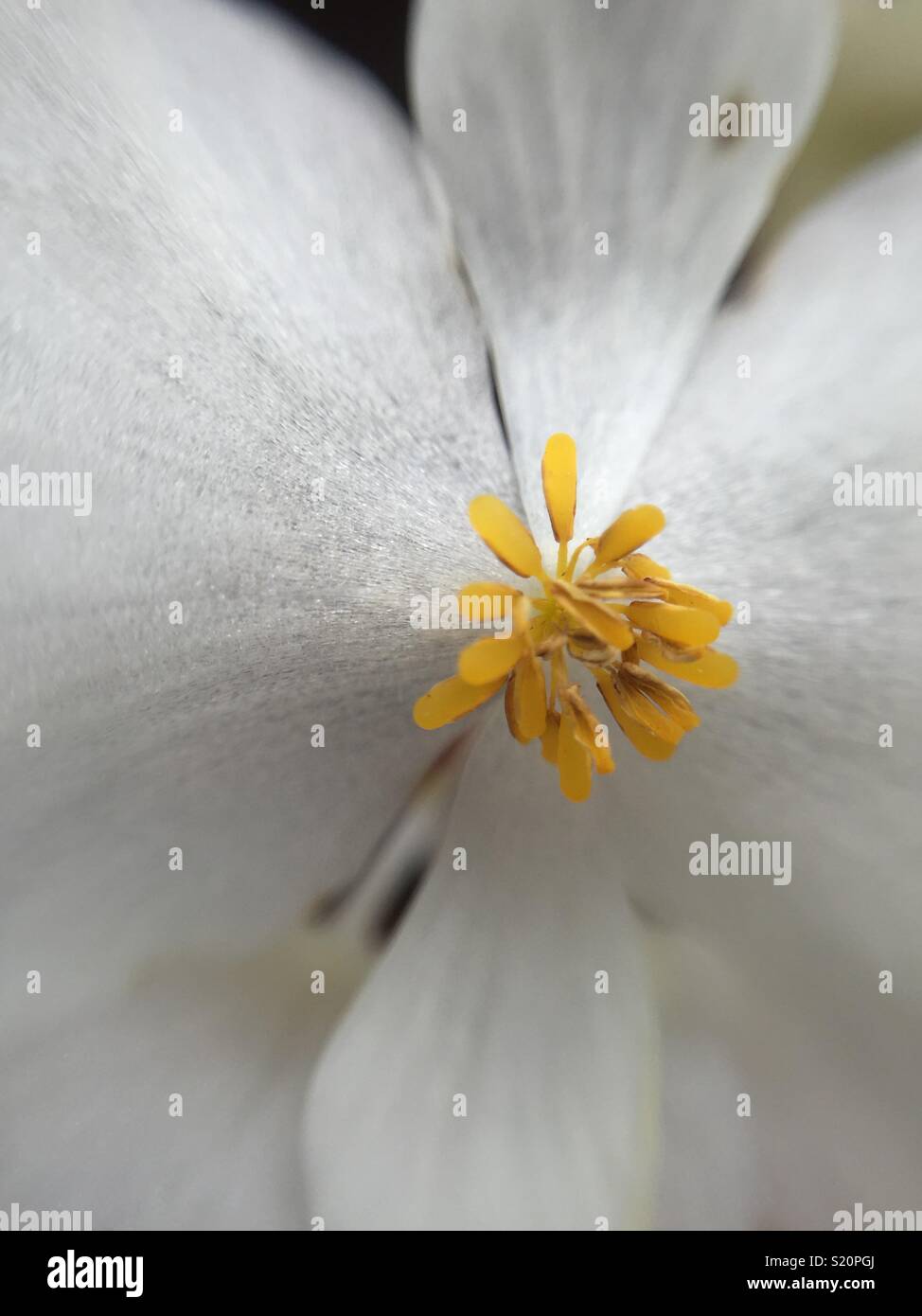 Stami in un fiore bianco Foto Stock