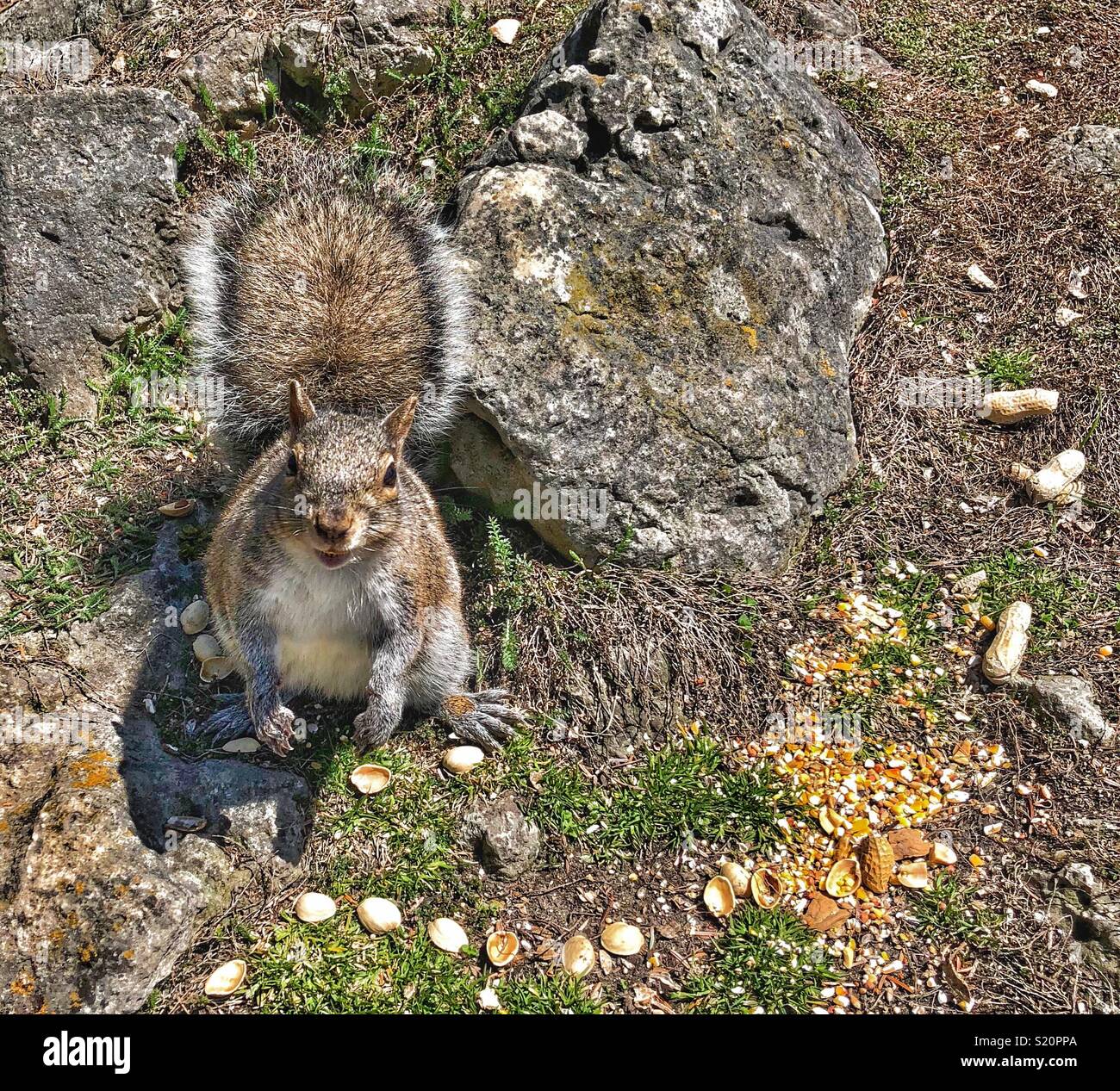 Un gray squirrel anticipando di essere alimentati più dadi. Foto Stock