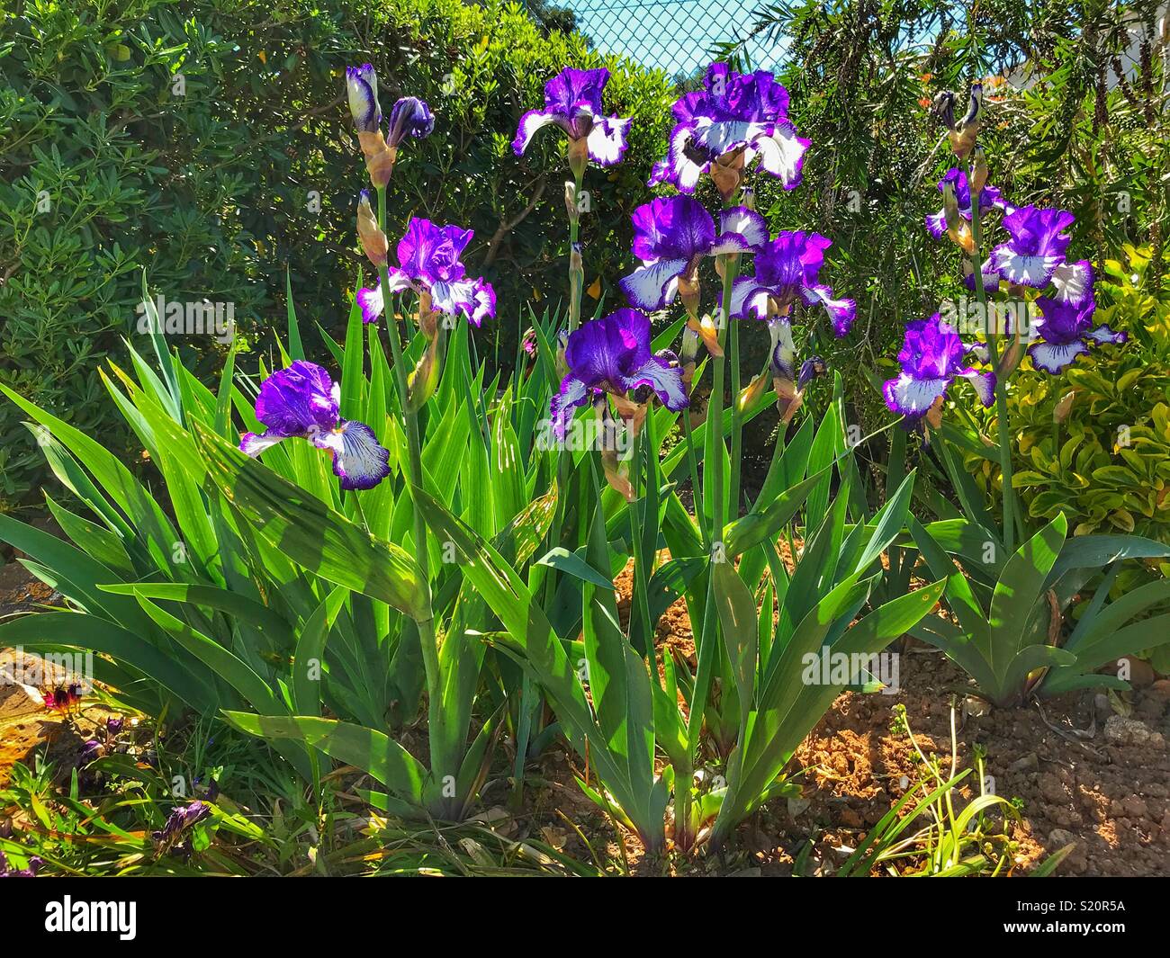 Tall barbuto Iris, "Art Deco" in fiore in un giardino in Spagna - Immagine stock catturata con smartphone
