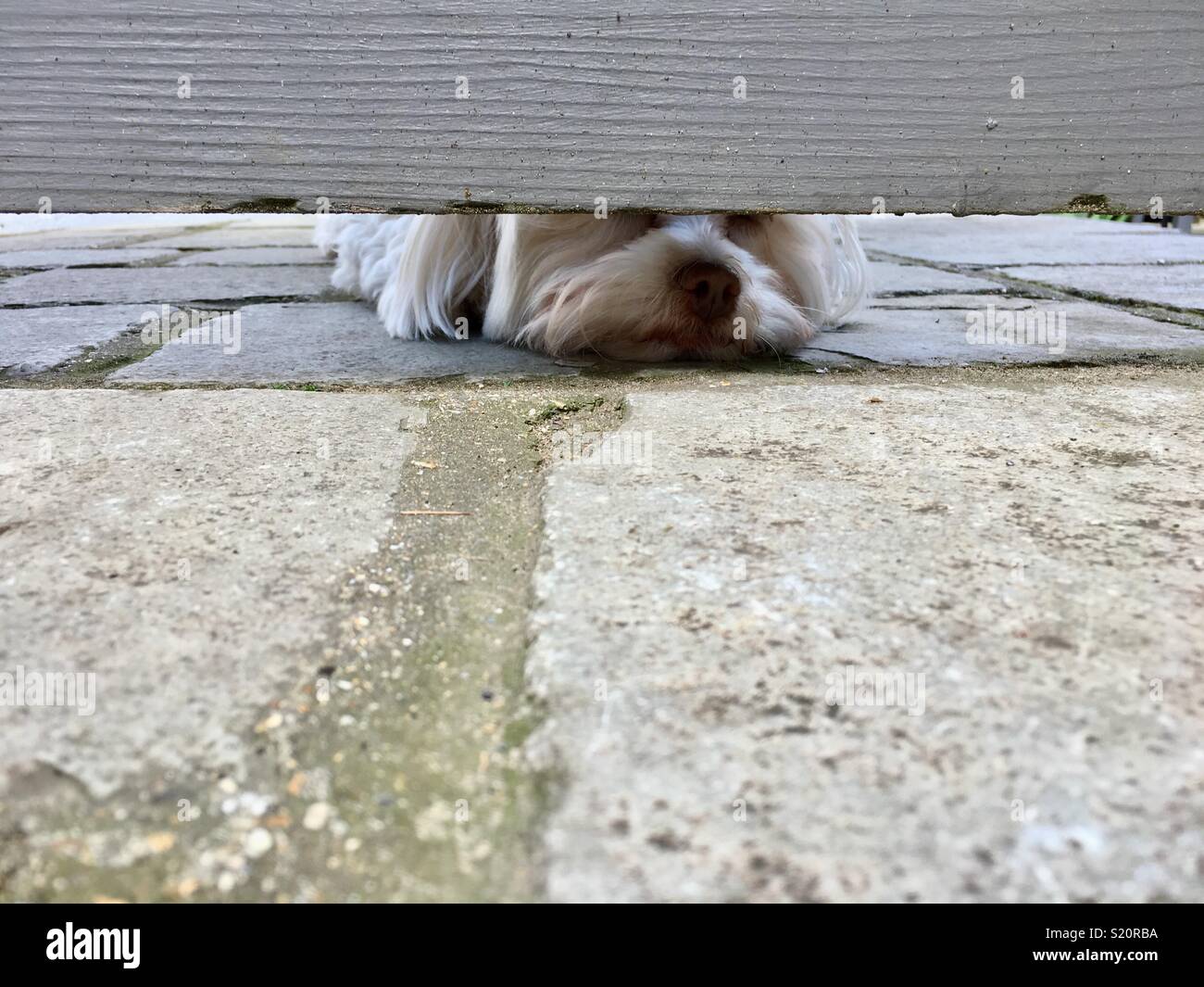 Cane Maltese guardare sotto la porta di attesa per il suo proprietario a tornare a casa Foto Stock