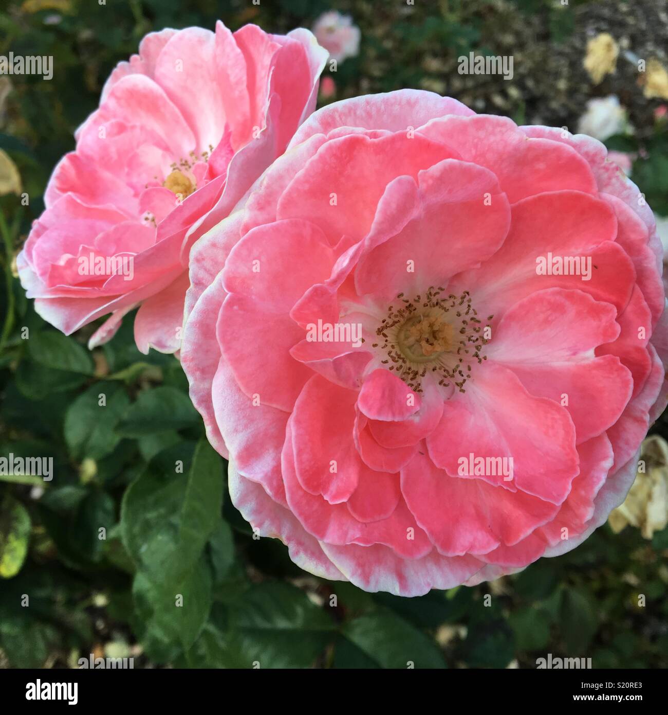 Rose in fiore Foto Stock