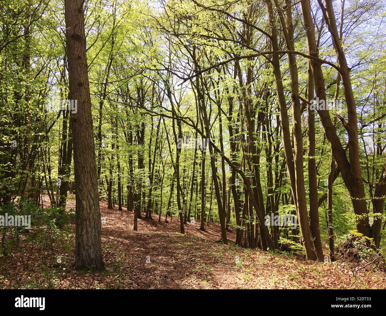Foresta di faggio nella zona di Lychen, Brandeburgo, Germania Foto Stock