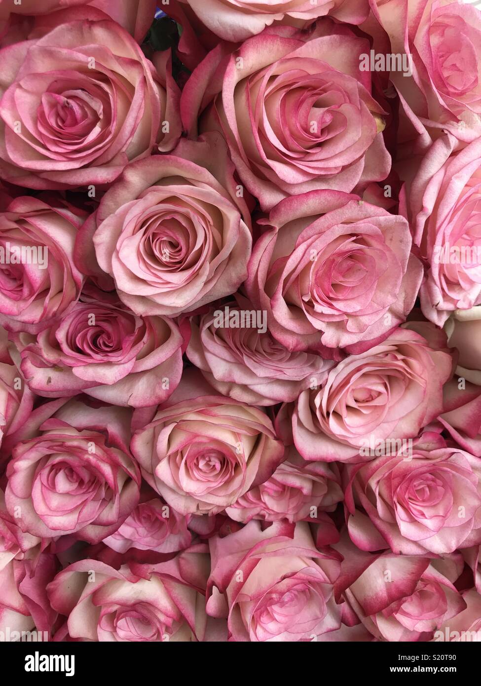 Rose rosa - Immagine stock catturata con smartphone
