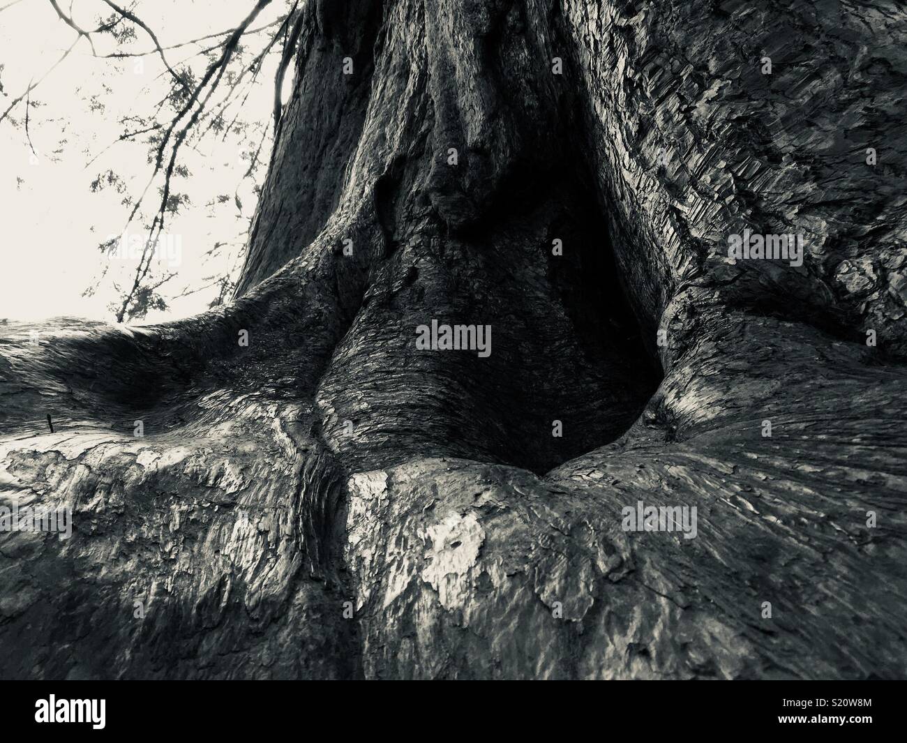 Argento di corteccia di albero Foto Stock