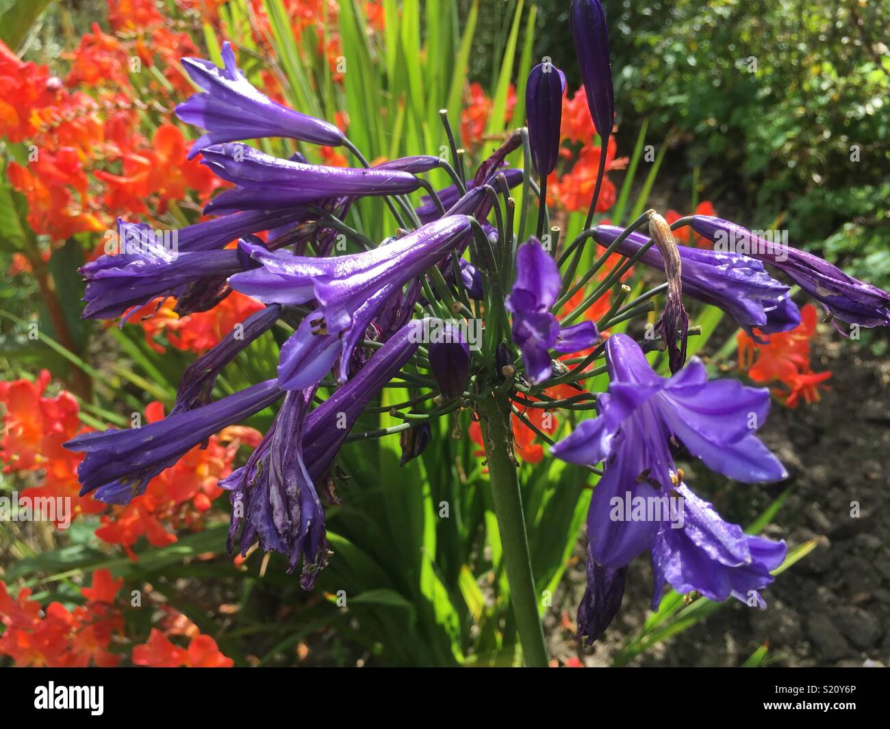 Il viola e il rosso dei fiori nel giardino Foto Stock