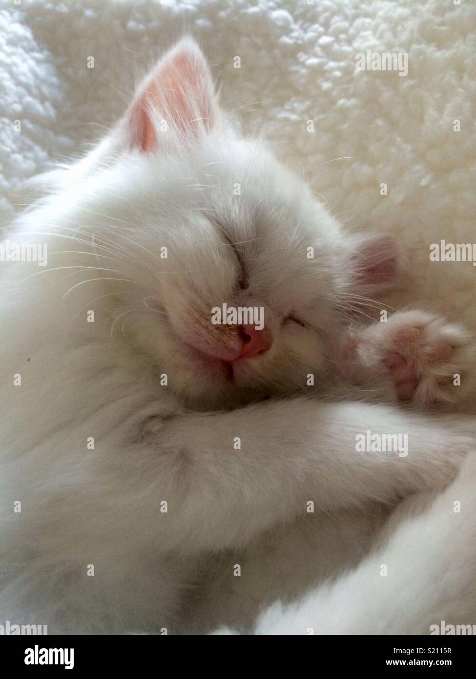 Carino, pelo bianco gattino. Foto Stock