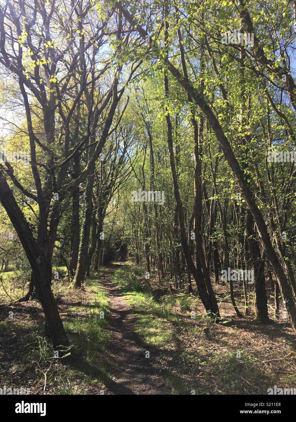 Percorso di campagna attraverso il bosco in Dorset, Inghilterra Foto Stock