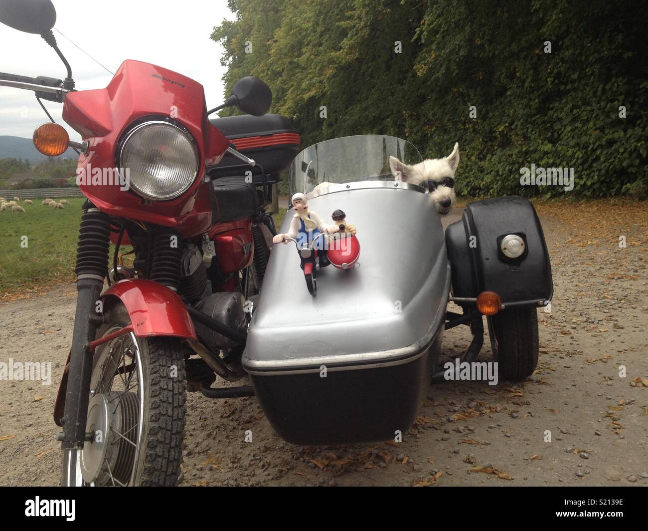 Un cane in un sidecar Foto Stock