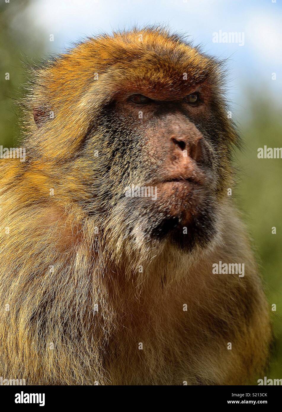 Barbery Ape in Gibilterra Foto Stock