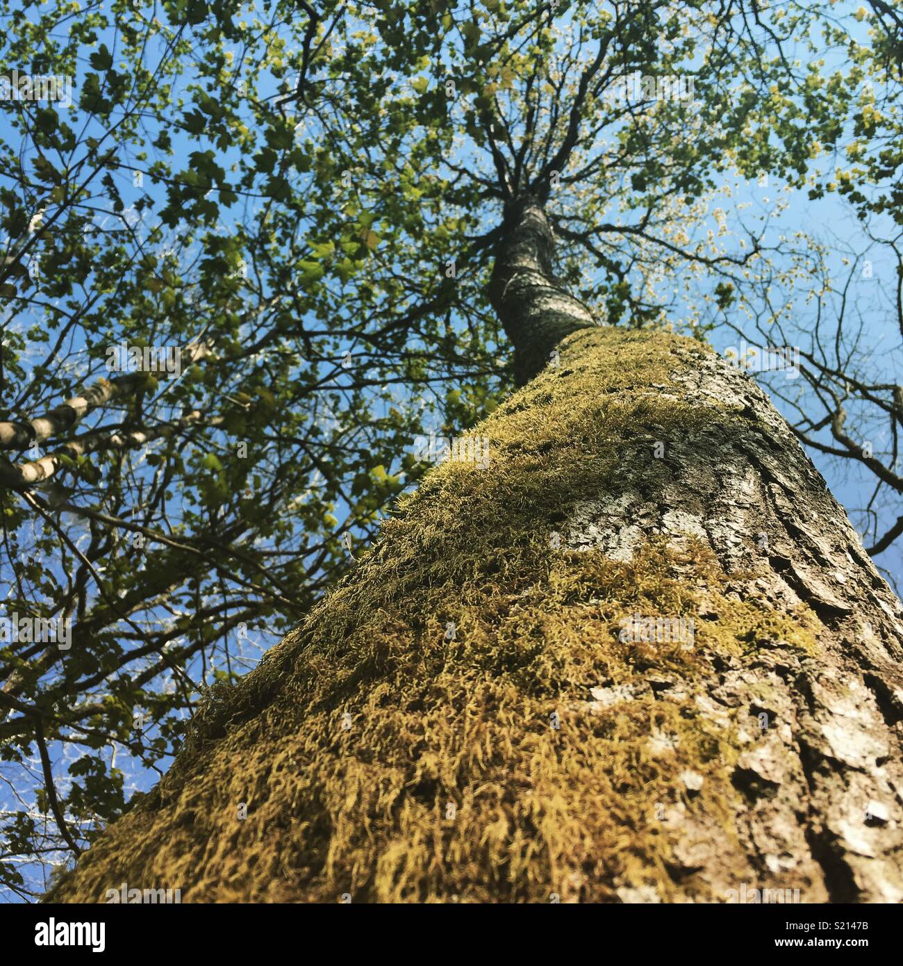 Albero alberi ramo rami foglie immagini e fotografie stock ad alta  risoluzione - Alamy