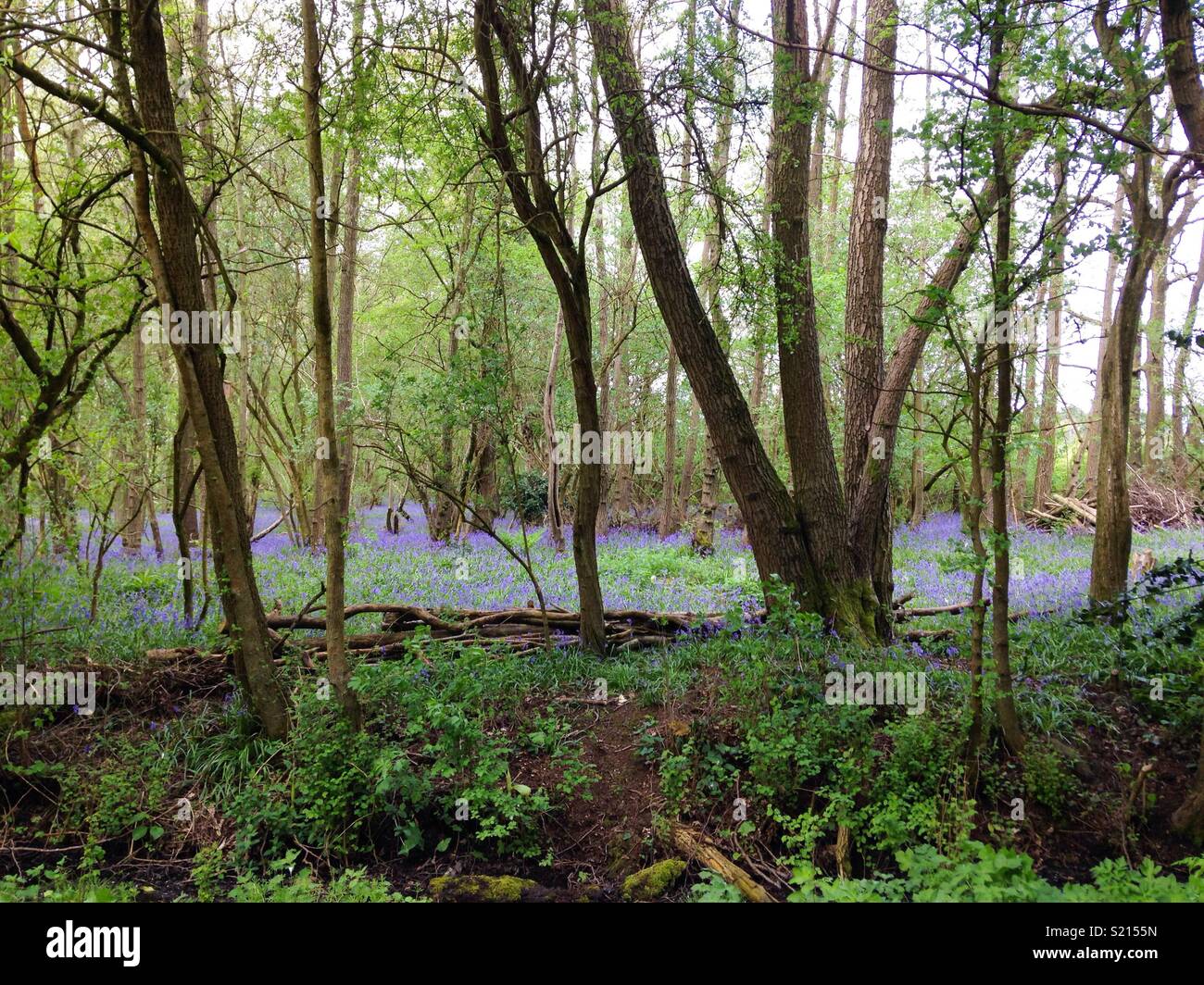 Antica ceduo con bluebells - Immagine stock catturata con smartphone