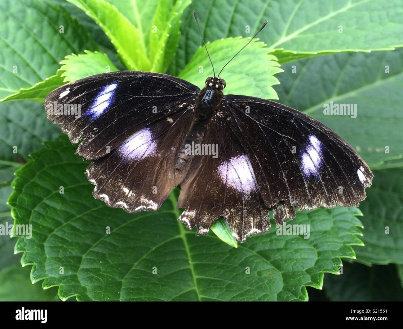 Butterfly su foglie verdi Foto Stock